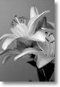 48AB2395_noir-blc.jpg